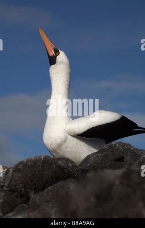 Fou de Nazca, Sula granti, parade nuptiale à Punta Suarez, Espanola Island, îles Galapagos, en Équateur en Septembre Banque D'Images