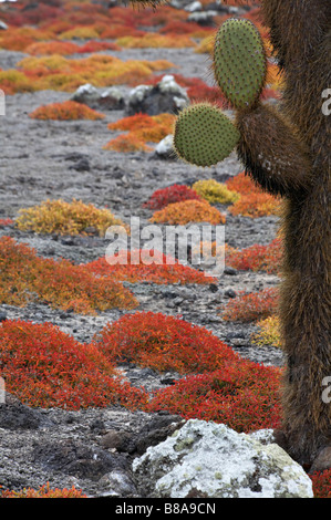 Droopy géant cactus, Opuntia, Galapagos et carpetweed, le Coucal edmonstonei sur South Plaza Islet, Îles Galapagos en Septembre Banque D'Images