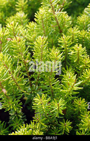 ERICA VAGANS VALERIE PROUDLEY AGA AU COURS DE L'hiver sur les RHS WISLEY GARDEN UK Banque D'Images