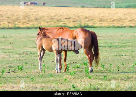 Mère avec cheval poulain dans le pré Banque D'Images