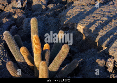 Cactus Brachycereus nesioticus de lave, avec des ombres, de plus en plus parmi les champs de lave à Punta Moreno, Isabela Island, Îles Galapagos en Septembre Banque D'Images