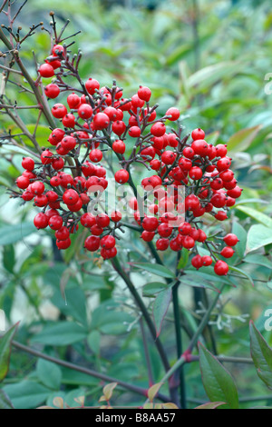 La Nandina domestica RICHMOND EN HIVER Banque D'Images