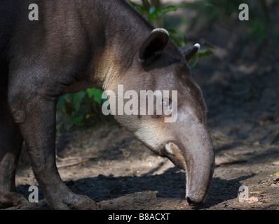 TAPIR DE BAIRD (Tapirus bairdii) Belize, en Amérique centrale. Banque D'Images