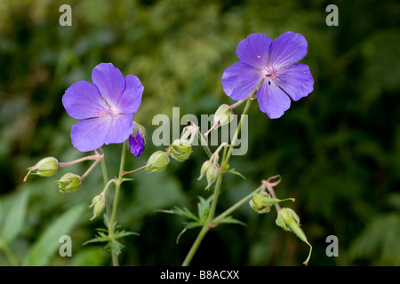 Prairie sauvage géranium sanguin ( fleurs et têtes de graine ) Banque D'Images