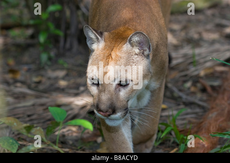 COUGAR ou PUMA (Felis concolor) marcher le long du sentier de la forêt tropicale. Belize (captive). Banque D'Images