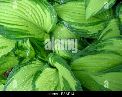 Feuilles d'Hosta panaché Banque D'Images