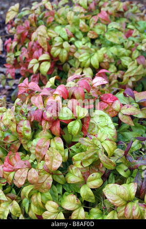 La Nandina domestica FIRE POWER AGA À RHS WISLEY GARDEN UK Banque D'Images