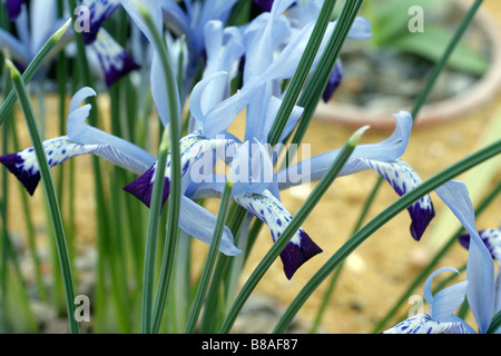 IRIS RETICULATA IRIS BAKERIANA BAKERIANA SYN Banque D'Images