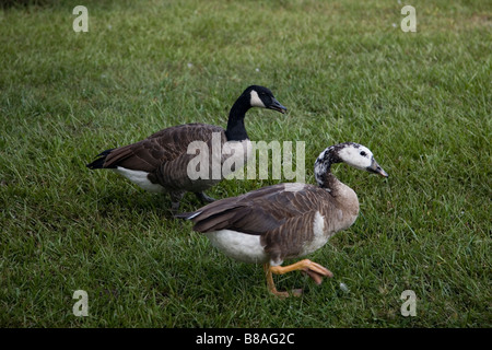 Photo de deux oies. L'un semble être un mélange d'un canard et une oie canadienne Banque D'Images