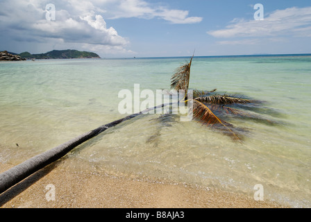 Cocotier tombé après une tempête sur la plage de Haad Khom également connu sous le nom de Coconut Beach Koh & island Thaïlande Banque D'Images