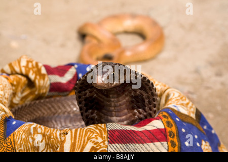 Un cobra se profile à partir du panier d'un snakecharmer dans la colonie de Vashisht près de Manali en Inde du nord. Banque D'Images