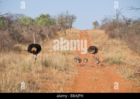 Waterburg, Wilderness Lodge, la Namibie, l'Afrique de l'Ouest Banque D'Images