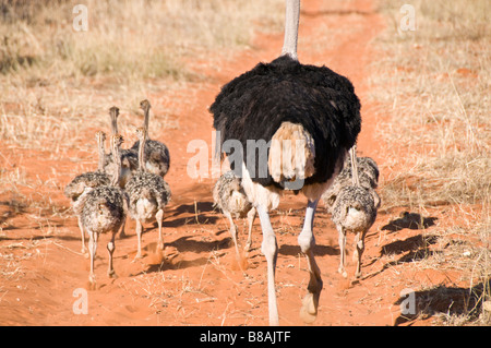 Waterburg, Wilderness Lodge, la Namibie, l'Afrique de l'Ouest Banque D'Images