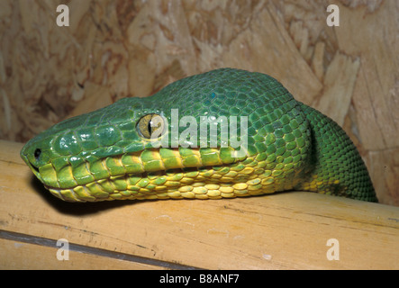 L'Amérique du Sud, l'Équateur, l'Amazonie. Emerald tree boa (Corallus caninus) Banque D'Images