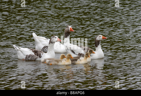 Gris et Blanc adultes trois oies de basse-cour et quatre oisons jaune moelleux nager dans un étang de ferme. Banque D'Images