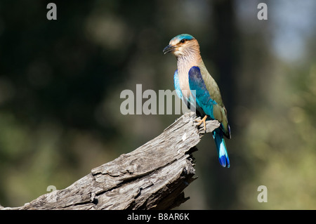 Rouleau (Coracias benghalensis indien) dans Bandhavgarh National Park, Madhya Pradesh, Inde Banque D'Images