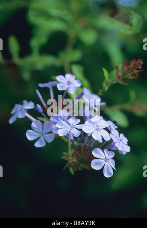 La floraison Plumbago auriculata Royal Cape Banque D'Images