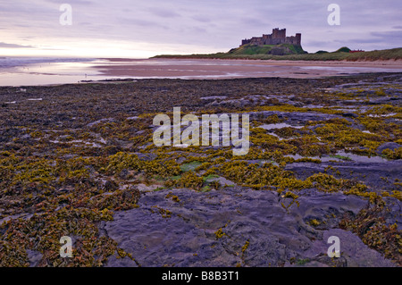 Château de Bamburgh tôt le matin avec la marée basse exposant les rochers et les algues Banque D'Images