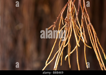 Close up of les racines aériennes des Ficus elastica Banque D'Images