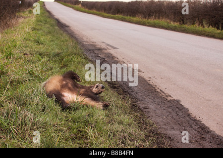 Road Kill Blaireau Meles meles sur le côté d'un chemin de campagne Banque D'Images