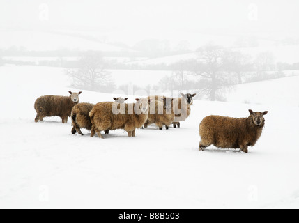 Les moutons dans la neige et le brouillard à Hanging Houghton Northants UK Février 2009 Photo de John Robertson Banque D'Images