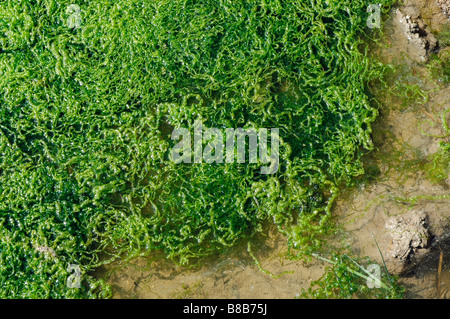 Mauvaises herbes Gut Enteromorpha intestinalis une algue verte dans un pool UK Banque D'Images