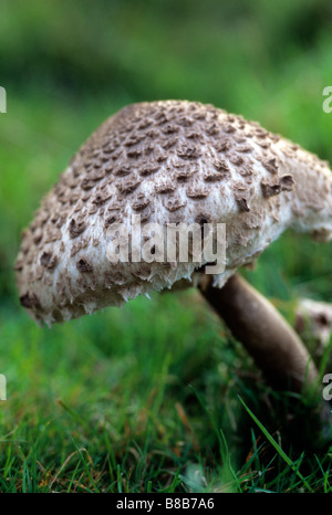 Edible coulemelle (Macrolepiota procera) Banque D'Images