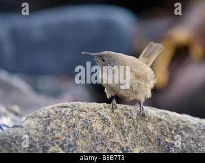 Un Troglodyte familier (Troglodytes cobbi Cobbs) sur l'administration des îles Falkland. Banque D'Images