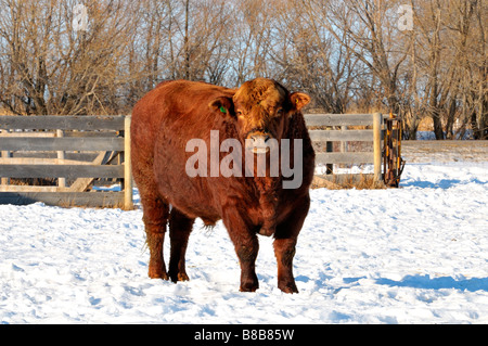 Bull 0953 Banque D'Images