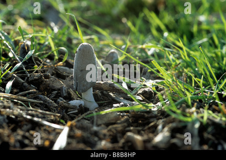 Inkcap (champignon Coprinus sp.) à Richmond Park, Londres Banque D'Images