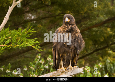 Un Caracara strié (Phalcoboenus australis) sur les îles Falkland Banque D'Images