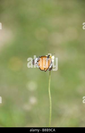 Butterfly repose dans l'un des charniers sur le site de Choeung Ek Killing Fields, Cambodge Banque D'Images