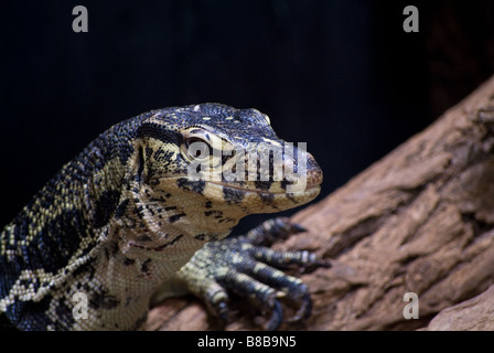 Nile monitor sur log Banque D'Images