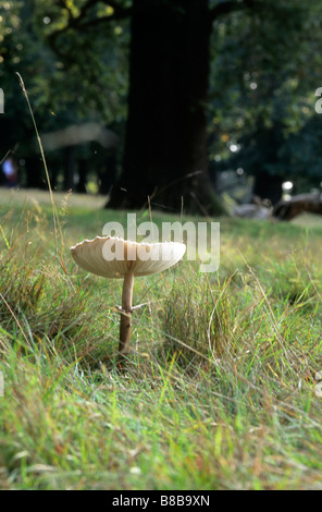 Edible coulemelle (Macrolepiota procera) poussent à travers l'herbe haute dans un parc Banque D'Images