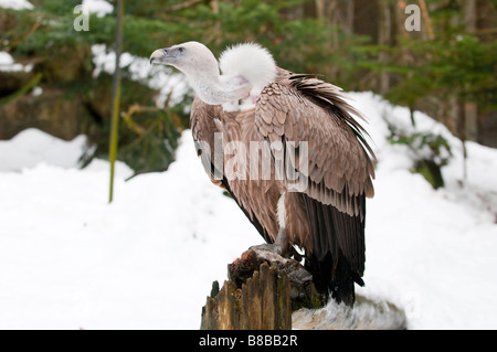 Gänsegeier (Gyps fulvus) - Griffon Vulture Banque D'Images