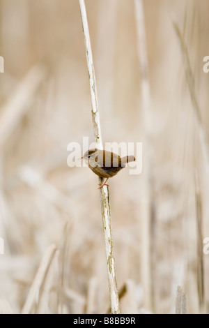 Le Troglodyte mignon Troglodytes troglodytes sur reed Essex UK winter Banque D'Images