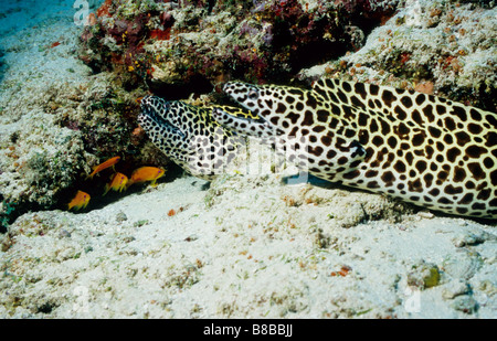 Murènes. Famille : Muraenidae. Paire de murènes. Gymnothorax Favagineus. La vie marine sous-marine des Maldives Banque D'Images