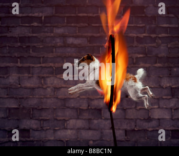 Juan Houston ; petit chien sautant Fire Hoop Banque D'Images