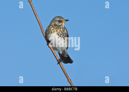 F) Fieldfare (Turdus perché sur branche, Cambridgeshire, Angleterre Banque D'Images