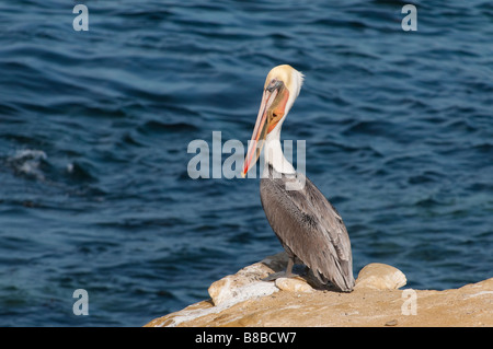 Braunpelikan (Pelecanus occidentalis) Pélican brun -- Banque D'Images