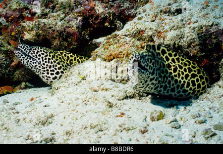 Une autre vue d'une paire de murènes, sous-marin aux Maldives. Nom de famille : Muraenidae. Gymnothorax Favagineus. Banque D'Images