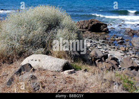 Penguin artificiel burrow pour Fairy pingouins Manchots en Tasmanie Burnie Banque D'Images