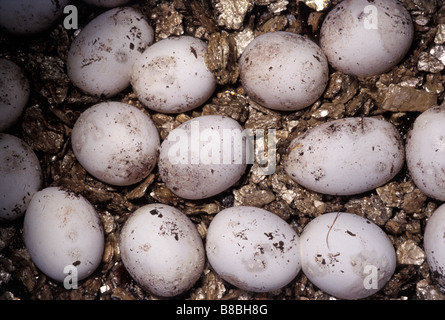 Les oeufs de serpent de maïs Elaphe guttata, Colubridae, Usa Banque D'Images