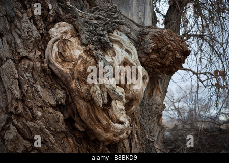 Tronc d'arbre avec de nombreuses excroissances sur elle Banque D'Images