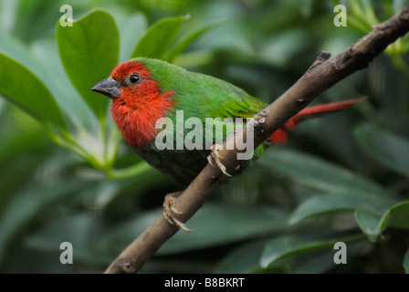 Red-brested Parrot-finch 'Erythrura psittacea' Banque D'Images