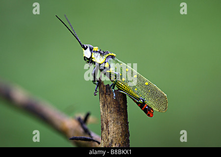 Poekilocerus pictus sauterelle peint sur un arbre Banque D'Images