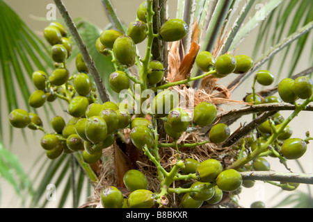 Graines de palmetto de scie. Banque D'Images