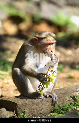 Bonnet Macaque (Macaca radiata) raisin manger au parc national de Periyar, Thekady, Kerala, Inde. Banque D'Images