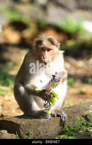 Bonnet Macaque (Macaca radiata) raisin manger au parc national de Periyar, Thekady, Kerala, Inde. Banque D'Images