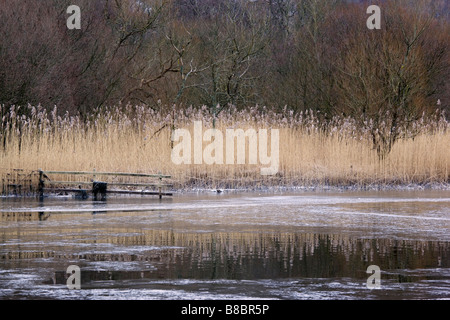 Roseaux reflète dans l'eau glacée d'Derwenrwater dans le lac Districy Cumbria Banque D'Images